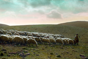 Shepherd and his lambs